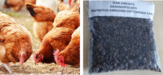 Degossypolization of Cottonseed Meal for Non-ruminants