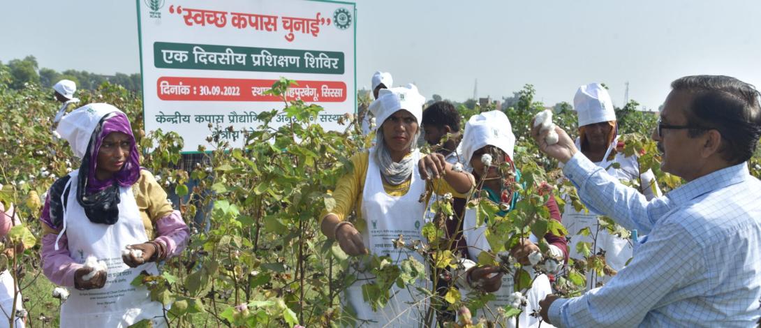 Image of ICAR-CIRCOT Clean Cotton Picking Training Programme at Sirsa, Haryana on 30.09.2022